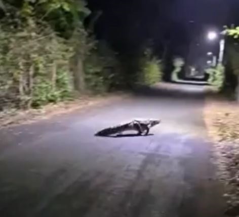 जबलपुर के ओएफके की सड़क पर दिखा मगरमच्छ, गश्त कर रहे कर्मचारियों में हड़कम्प