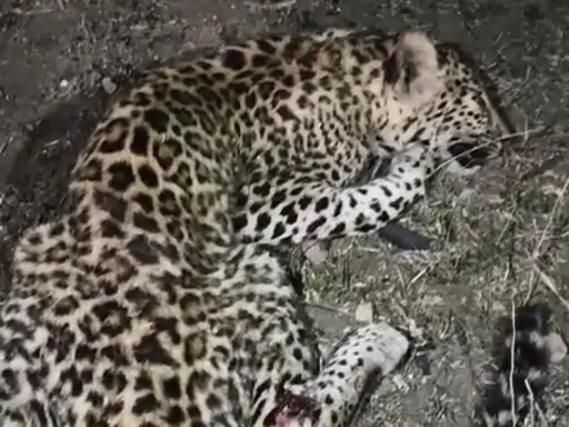 कटनी में अज्ञात वाहन ने तेंदुए को मारी टक्कर, मझगवा-पठरा मार्ग पर हुआ घायल, रेस्क्यू कर रही फॉरेस्ट टीम