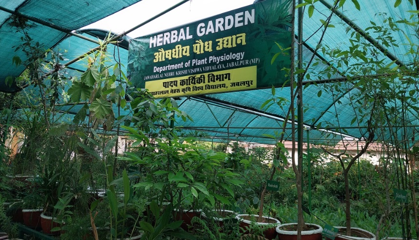 जवाहरलाल नेहरू कृषि विश्वविद्यालय का दावा, आयुर्वेदिक पौधों से डायबिटीज पर काबू पाने की नई उम्मीद