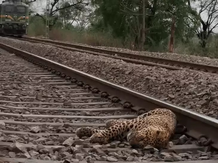 सतना में ट्रेन की चपेट में आने से तेंदुए की मौत, पटरी पर मिला शव, वन विभाग कर रही घटना की जांच