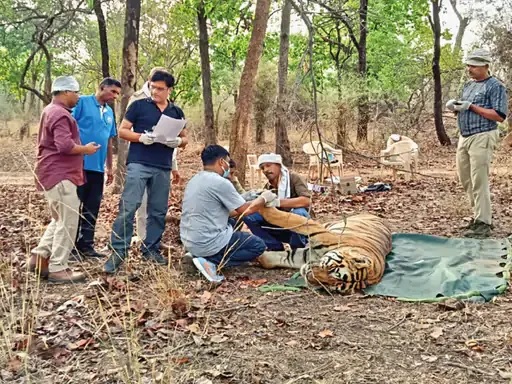 महिला को मारकर खाने वाले बाघ की भी हुई मौत, टाइगर के शव को बांधवगढ़ से जबलपुर लाया गया, होगा पीएम