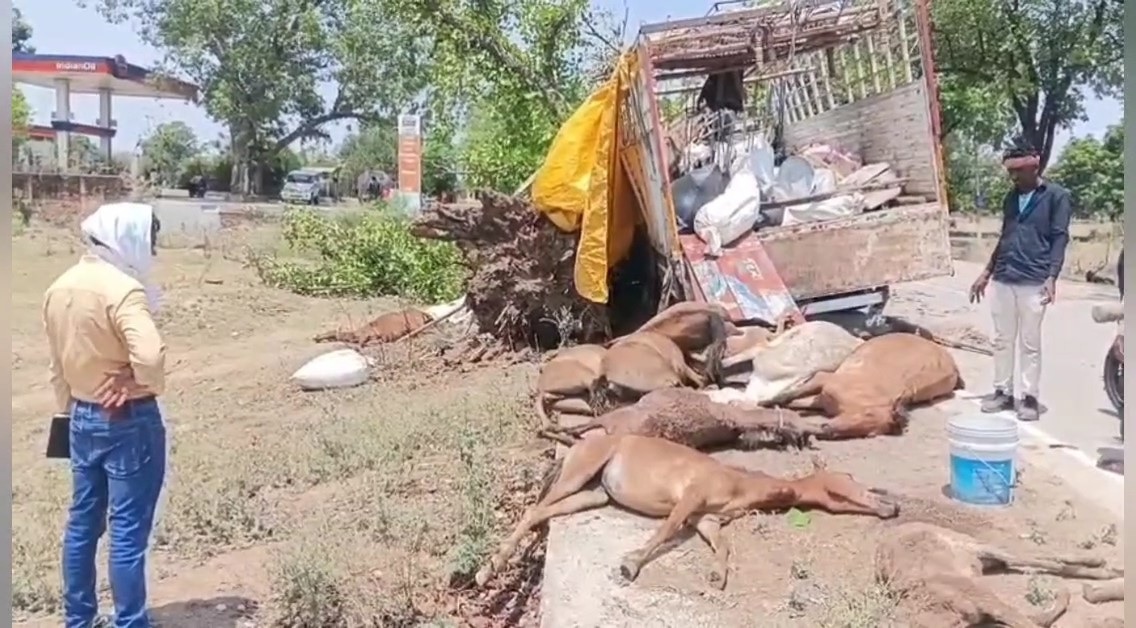 यूपी में बड़ा हादसा: महोबा में बरगद के पेड़ से टकराया डीसीएम वाहन, 12 लोग घायल, 20 खच्चर मरे