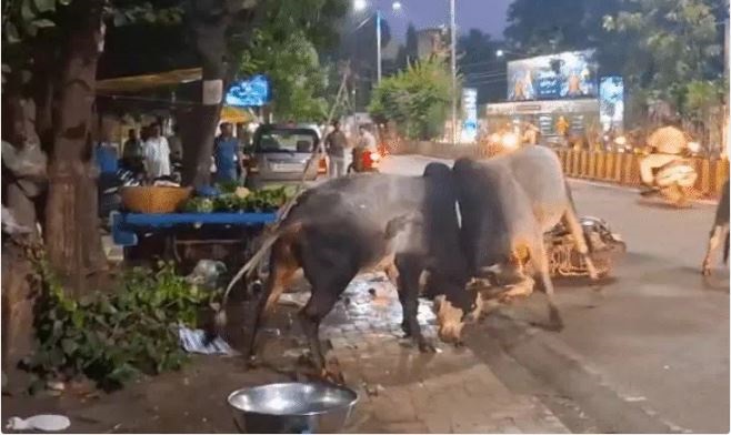 जबलपुर के इंद्रा मार्केट में आधे घंटे तक लड़ते रहे सांड, सड़क पर मची अफरा-तफरी,
