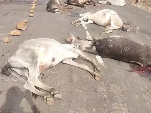 एमपी के डिंडौरी में वाहन ने 8 मवेशियों को रौंदा, सड़क पर मिले मृत, सीसीटीवी फुटेज खंगाल रही पुलिस