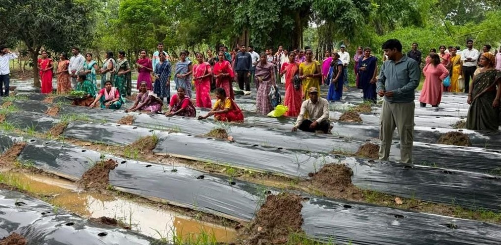 जलवायु परिवर्तन के दौर में किसानों के लिए वरदान बनेगी ग्राफ्टेड सब्जी: धमतरी में वैज्ञानिक प्रशिक्षण संपन्न