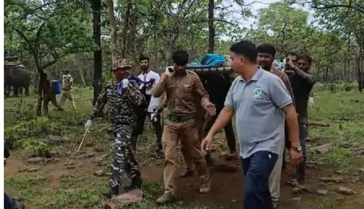 जबलपुर लाई गई नौरादेही की घायल बाघिन, पैरों में सूजन, कैनाइन डिस्टेंपर की रिपोर्ट निगेटिव