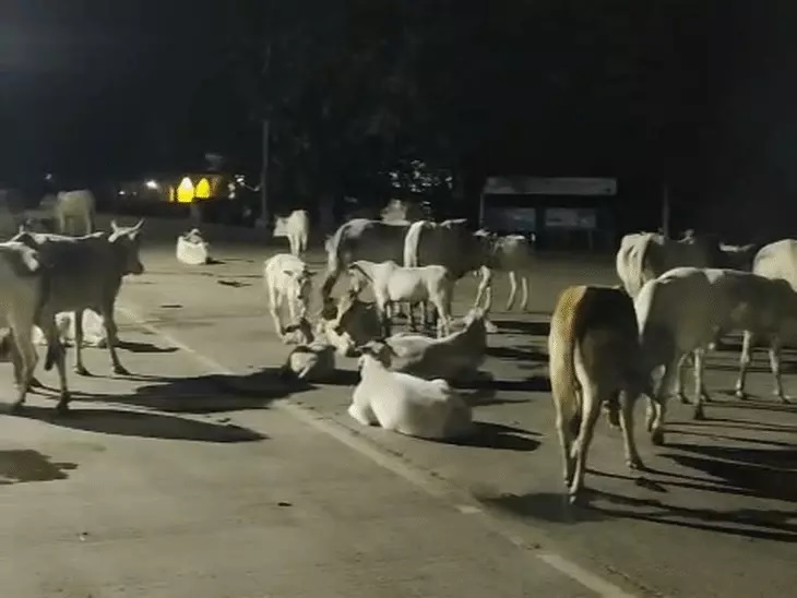 तेज रफ्तार ट्रक ने 17 गाय-बछड़ों को रौंदा, 15 की मौत, राजगढ़ में नेशनल हाईवे पर बिखरे शव
