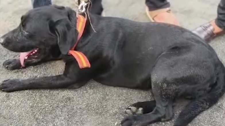 गुजरात : अचानक गुम हुआ पालतू कुत्ता, 3.5 महीने बाद लौटा, मालिक ने मन्नत पूरी होने पर 60 किमी की करी पदयात्रा