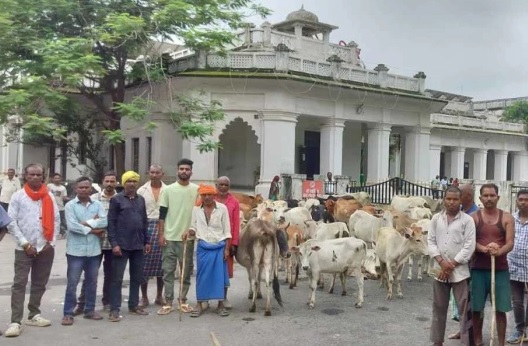 CG: अंबिकापुर में फसल तबाही से नाराज किसान 50+ बेसहारा मवेशी हांककर पहुंचे कलेक्ट्रेट