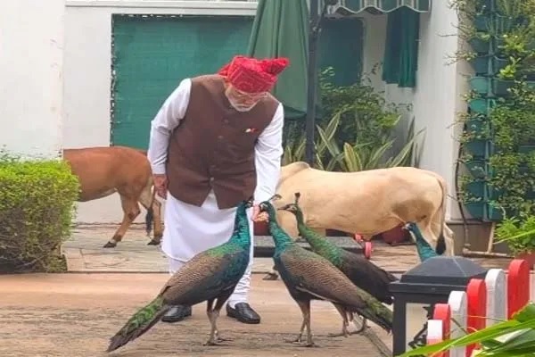 पीएम मोदी ने इंस्टाग्राम पर शेयर किया नया वीडियो, गाय को चारा खिलाया और मोर को दाना