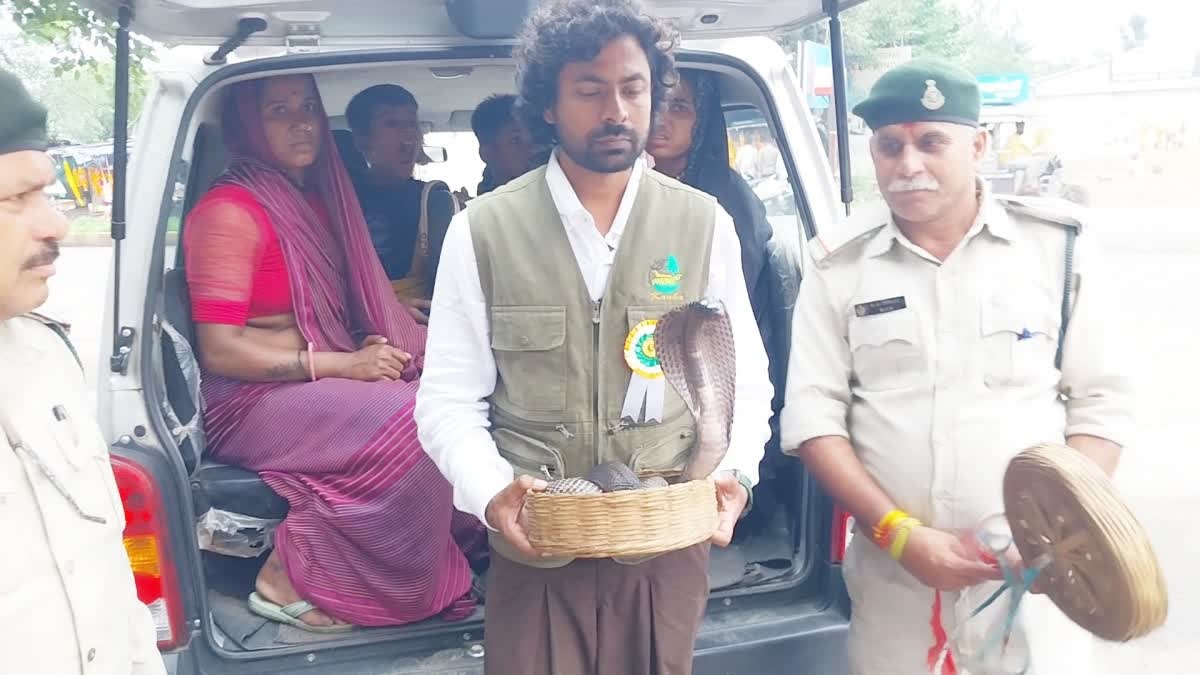 नागपंचमी पर जबलपुर में वन विभाग ने 7 सपेरों को पकड़ा, 8 सर्प बरामद, कोबरा के दांत टूटे और मुंह सिले थे