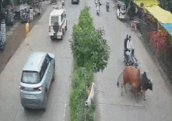 जबलपुर के बिलहरी बाजार में सांडों की लड़ाई से मची अफरा-तफरी, दुकानदारों और राहगीरों ने भागकर बचाई जान