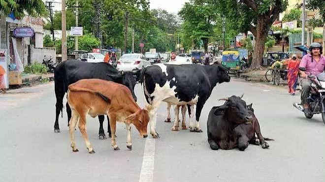छत्तीसगढ़ : राजनांदगांव में सड़क पर बैठे मवेशियों पर चढ़ा तेज रफ्तार ट्रक, 14 की मौत