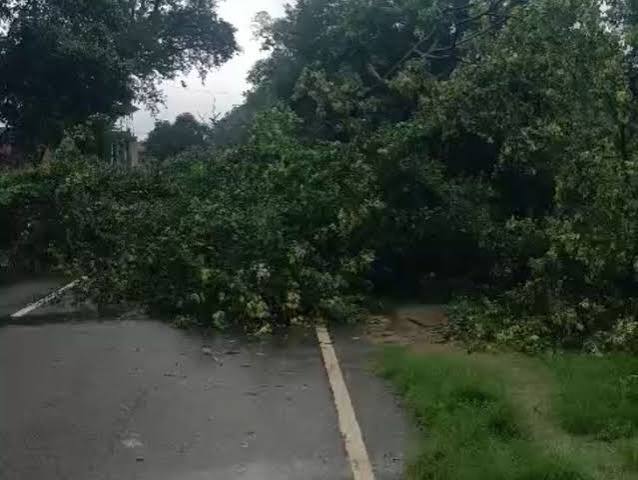 जबलपुर के कटंगी मेें बोरिया के समीप पेड़ सड़क पर गिरा, दमोह मार्ग घंटों रहा बाधित, लोग हुए परेशान