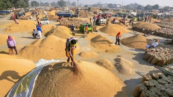 छत्तीसगढ़: धान खरीदी के नियमों में बड़ा बदलाव: एग्रीस्टैक पर पंजीयन अनिवार्य, पुराना पोर्टल खत्म