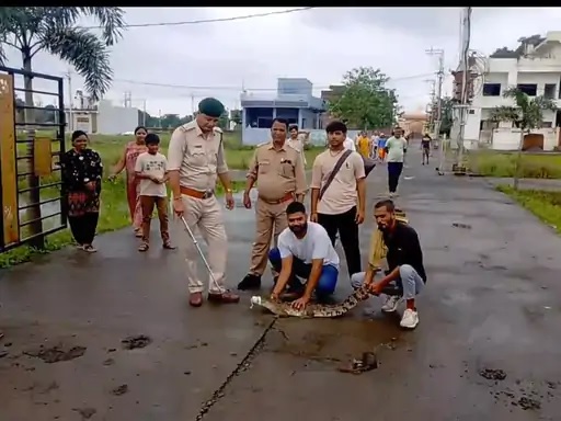 जबलपुर के द्वारका परिसर में एक हफ्ते से पानी भरे प्लॉट में छिपा था मगरमच्छ, वन विभाग ने पकड़ा
