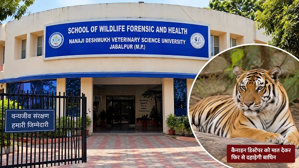 कैनाइन डिस्टेंपर को मात देकर स्वस्थ हुई बाघिन अब भोपाल के वन विहार में दहाड़ेगी