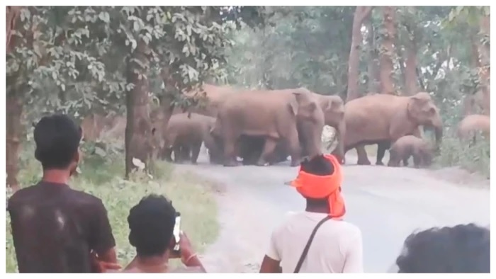 छत्तीसगढ़ में 52 हाथियों के झुंड से थमा पेंड्रा-कटघोरा मार्ग, घंटों इंतजार करते रहे राहगीर