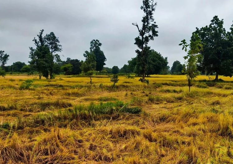 छत्तीसगढ़ के किसानों को बड़ी राहत की तैयारी, फसल क्षति का सर्वे कराकर जल्द मिलेगा मुआवजा